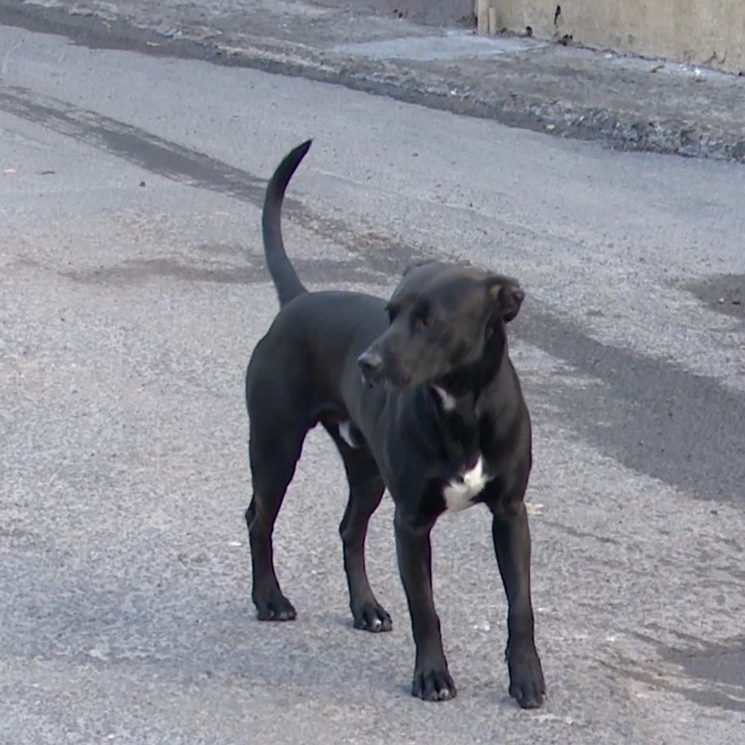 Vecinos Piden Justicia por la Muerte Masiva de Perros